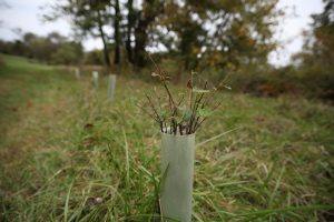 tree planting along buffer
