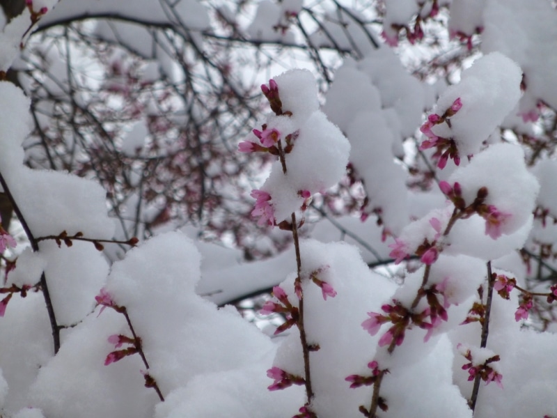 Winter Is Coming For Better Or For Worse Alliance For The Chesapeake Bay