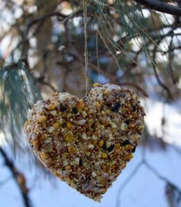 Photo of bird seed in the shape of a heart.