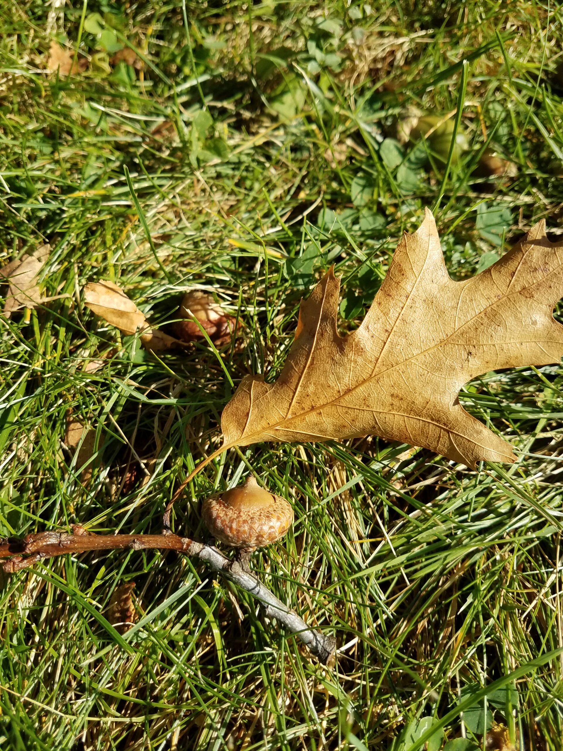 The Complicated Relationship Between Acorns and Animals - Alliance for