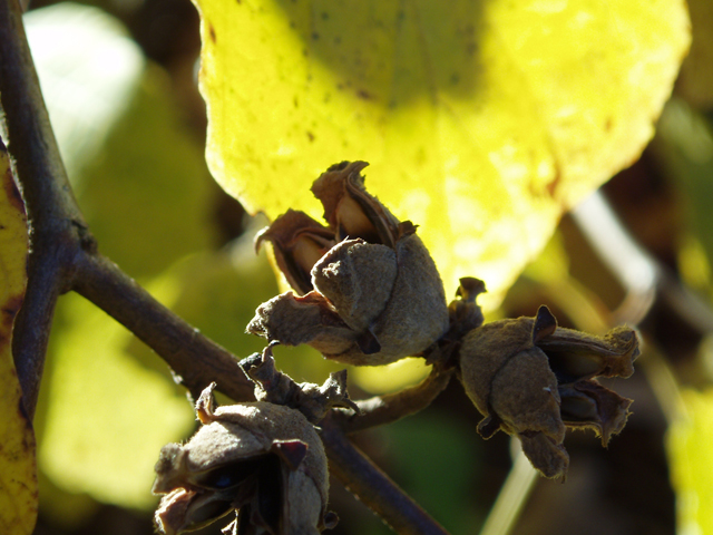 The Common American Native Witch Hazel: Hamamelis virginiana