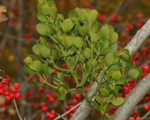 Close up of oak mistletoe, Phoradendron leucarpum, growing on a hawthorn