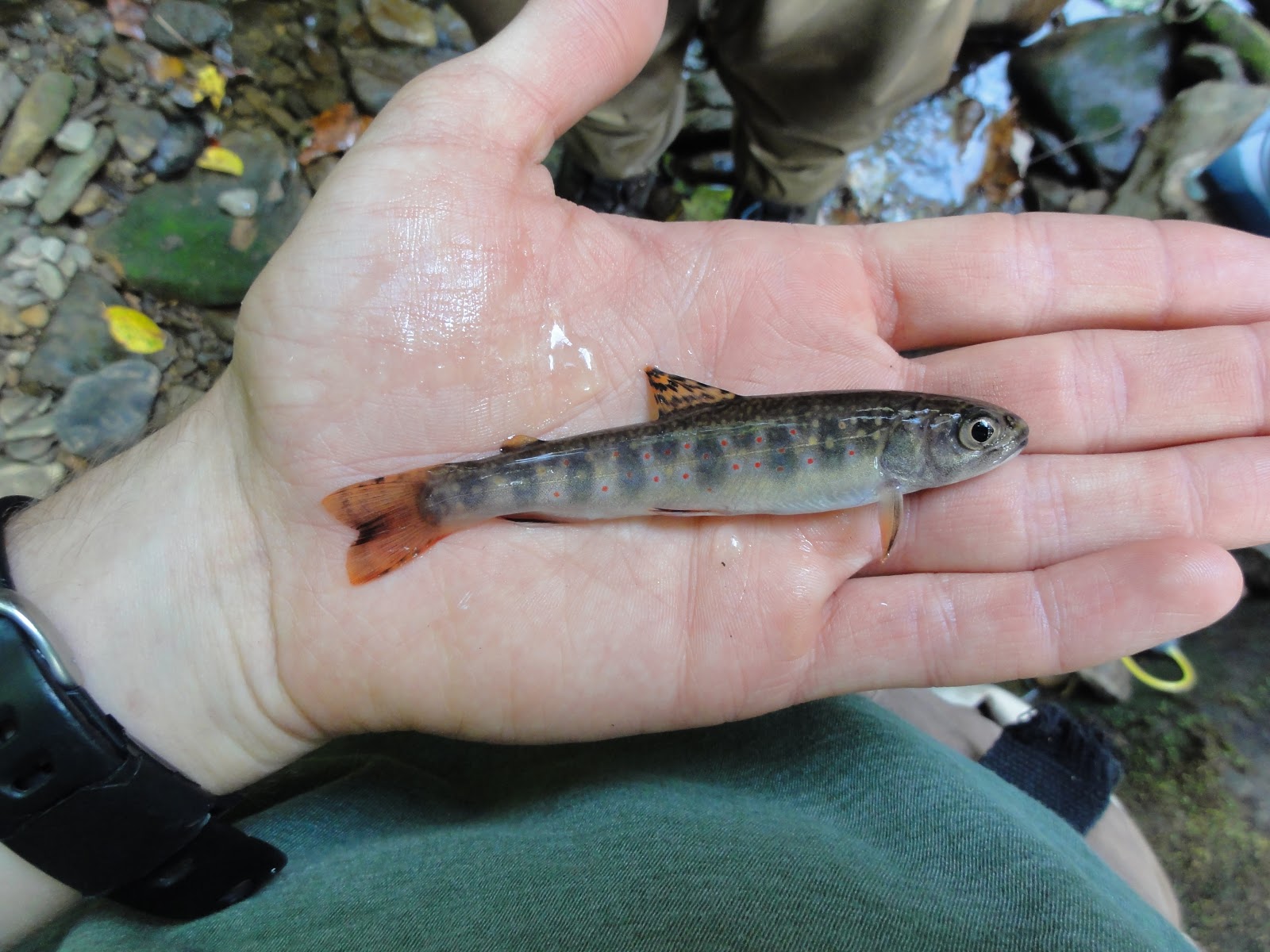 Trout in the Classroom - Alliance for the Chesapeake Bay