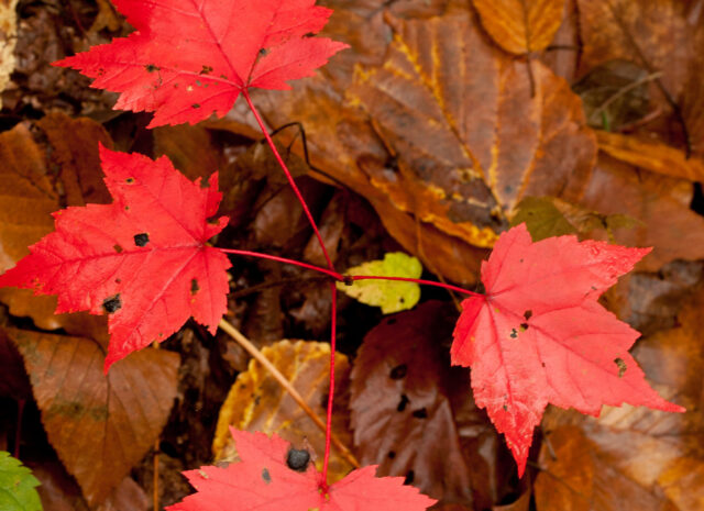 Red maple