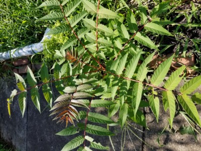 Ailanthus seedling growing through cracks in concrete in Lancaster, PA.