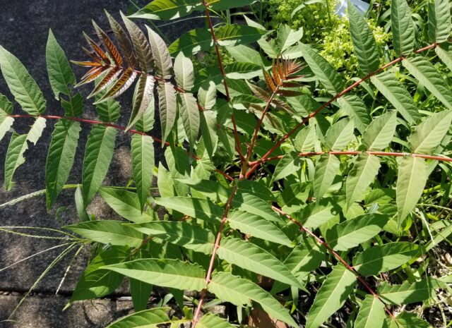 Ailanthus seedling growing through cracks in concrete in Lancaster, PA.