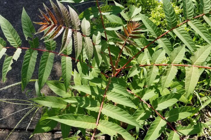 Ailanthus seedling growing through cracks in concrete in Lancaster, PA.