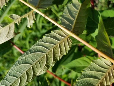 Scent glands on tree-of-heaven leaflet bases. Note the otherwise smooth leaf margins; native look-alikes have finely serrated leaves.