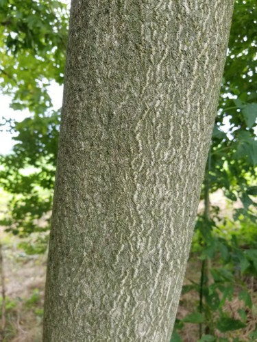 Ailanthus bark is smooth with light striations, even at large diameters