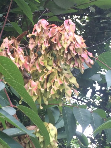 Tree-of-heaven samara clusters.