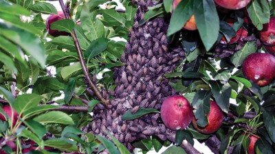 An outbreak of adult spotted lanternflies on an apple tree in Berks County, PA.