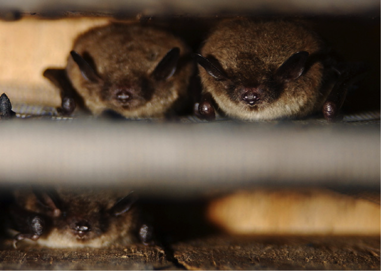 Bats In Your Backyard Alliance For The Chesapeake Bay