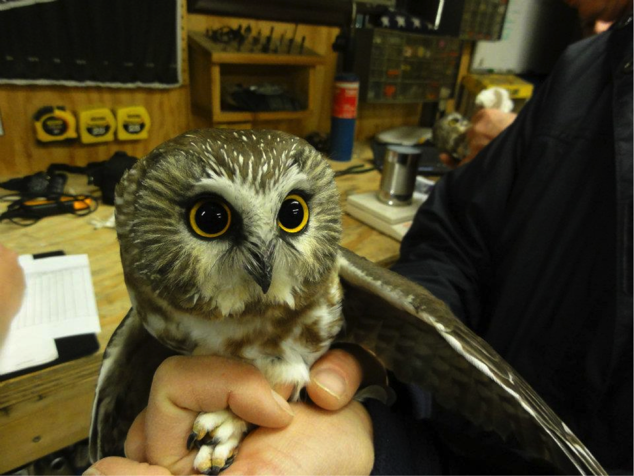 All About Owls: Pellets  While owls eat all of the bones and fur