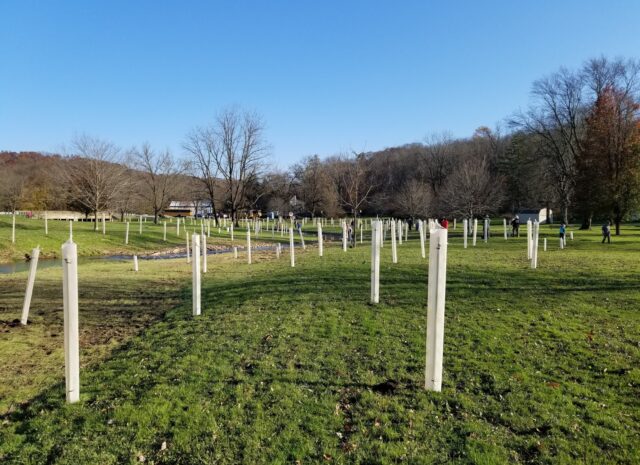 Tree Planting from the Christiana Boro