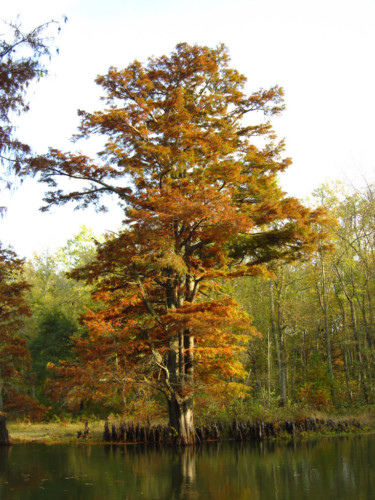 A bald cypress changing color in the fall. Note the 