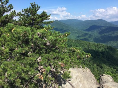 Table-mountain pine, Pinus pungens. The long bundled needles of pines are easy to tell apart from the leaves of other conifers. Photo by Ryan Davis.