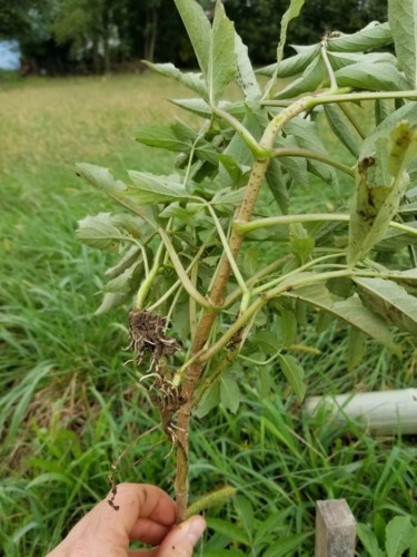 A hand holds an elderberry stem demonstrating adventitious root growth.