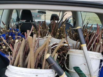 Buckets of freshly cut live stakes are stored in the back of a car.