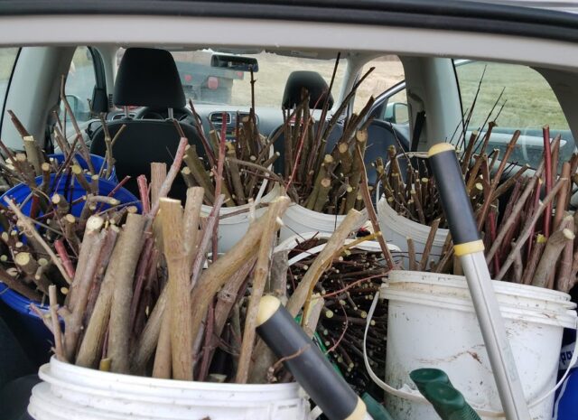 Buckets of freshly cut live stakes are stored in the back of a car.