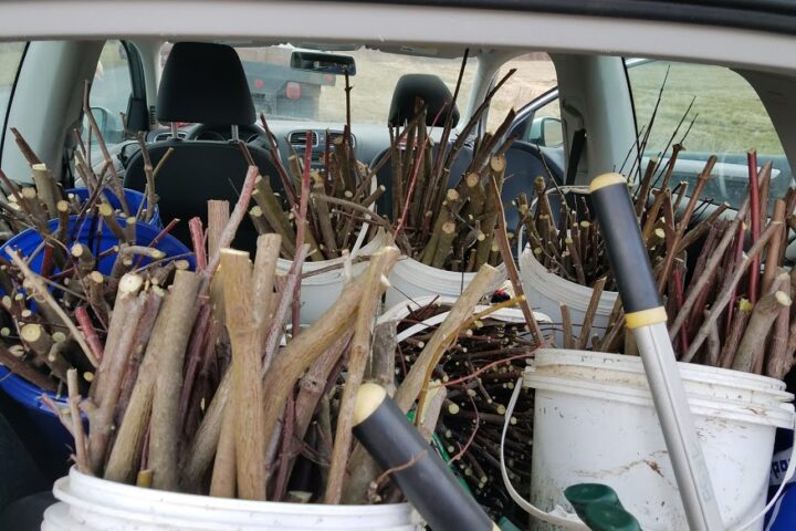 Buckets of freshly cut live stakes are stored in the back of a car.