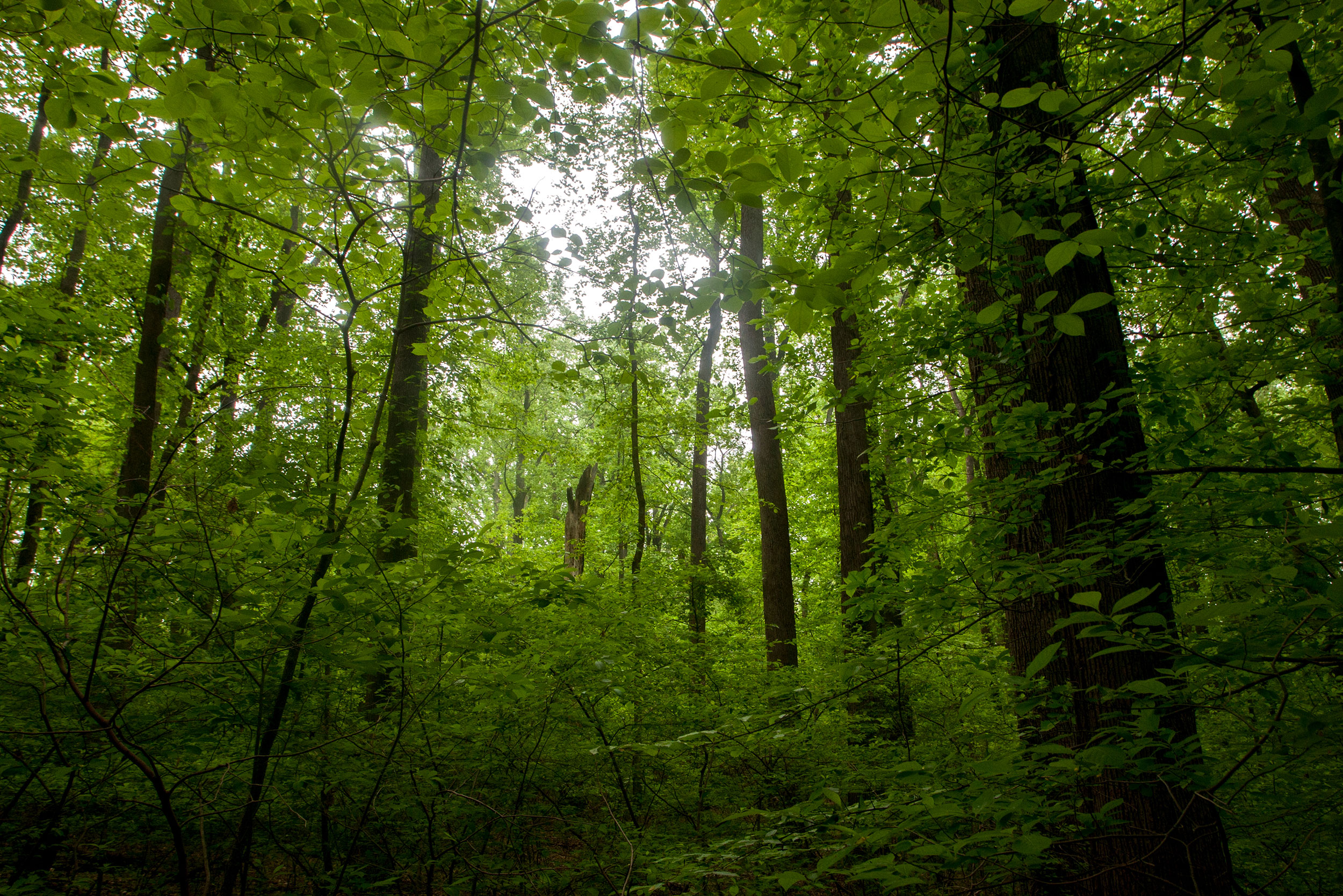 An upward view of the tree canopy and it's multi-layers taken in Belt Woods, Maryland.