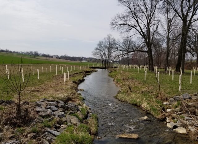A landscape photo, taken in the middle of a creek facing upstream, with rows of tree tubes on each side of the stream protecting newly planted trees in the surrounding fields.