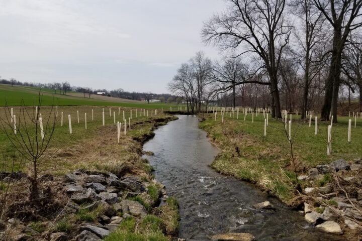A landscape photo, taken in the middle of a creek facing upstream, with rows of tree tubes on each side of the stream protecting newly planted trees in the surrounding fields.