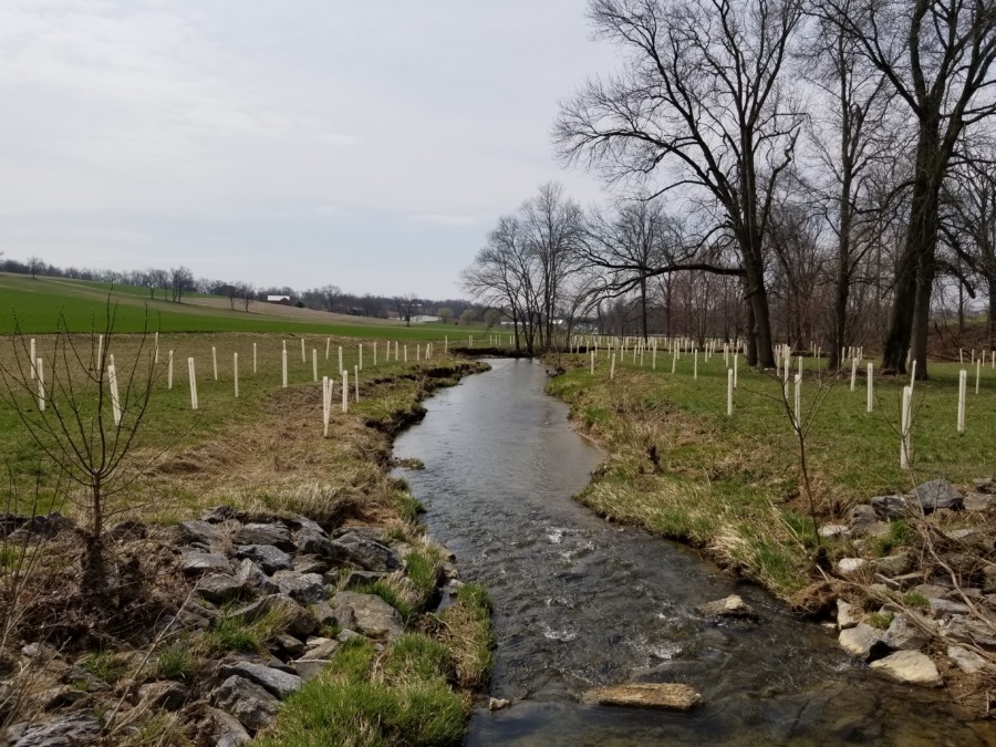 A landscape photo, taken in the middle of a creek facing upstream, with rows of tree tubes on each side of the stream protecting newly planted trees in the surrounding fields.