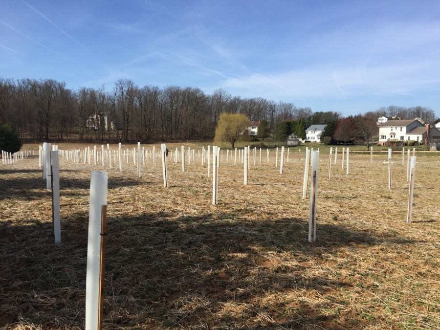 A landscape photo of rows of trees tubed and staked in a field in Prince George's County. Family-sized homes are in the background.