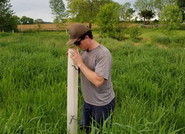 A Riparian Ranger peeks into a tree tube to check whether tree within it is healthy.