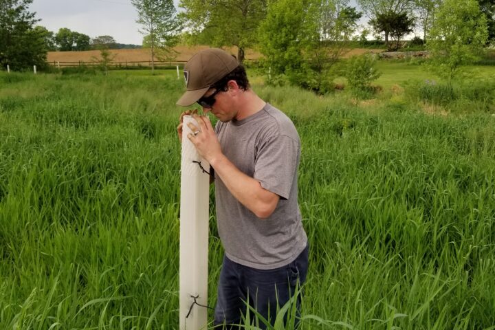 A Riparian Ranger peeks into a tree tube to check whether tree within it is healthy.