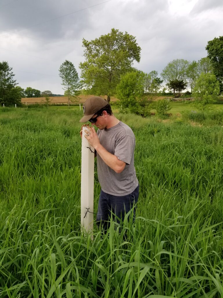 A Riparian Ranger peeks into a tree tube to check whether tree within it is healthy.