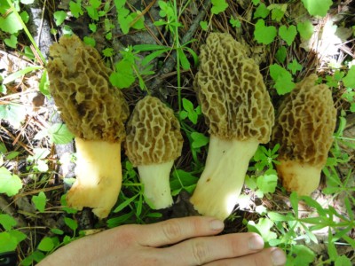 Four harvested morel mushrooms lying side-by-side with a hand visible for scale.