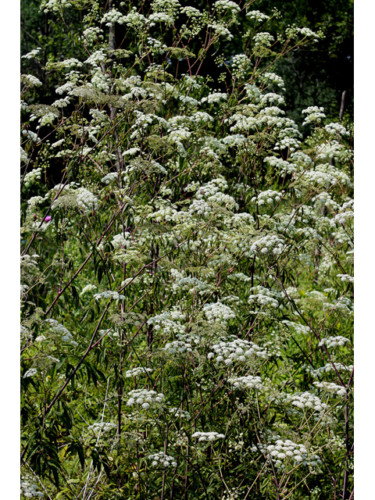 Spotted Water Hemlock