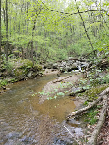 A photograph of a forested stream.