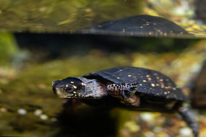 Restoration Project Spotlight: Creating Spotted Turtle Habitat in ...