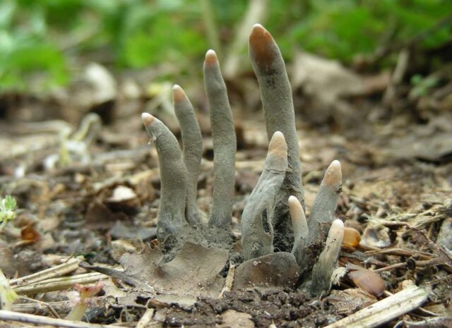 Photo of the fungus, Dead Man's Fingers (Xylaria polymorpha)