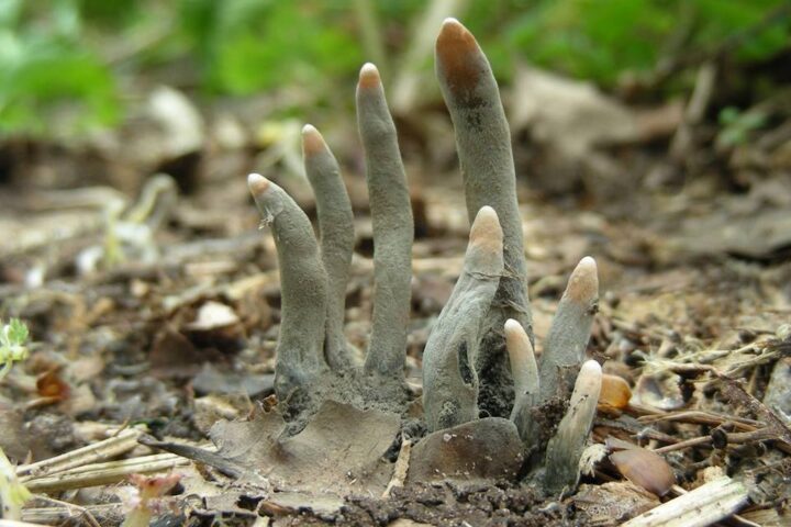 Photo of the fungus, Dead Man's Fingers (Xylaria polymorpha)