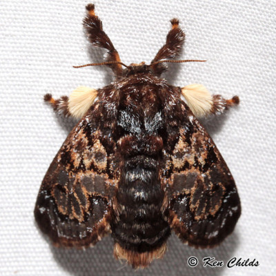 Photo of a hag moth.