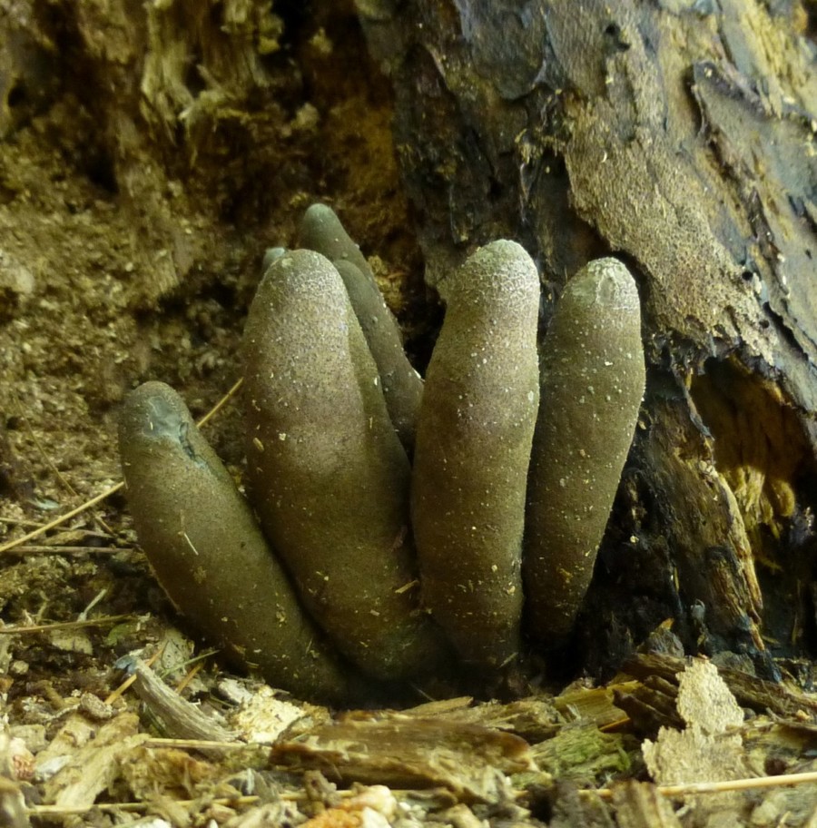 Photo of the fungus, Dead Man's Fingers (Xylaria polymorpha)