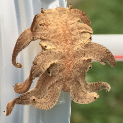 Photograph of a monkey slug.