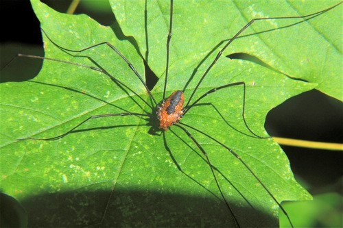 The daddy longlegs myth that we keep falling for