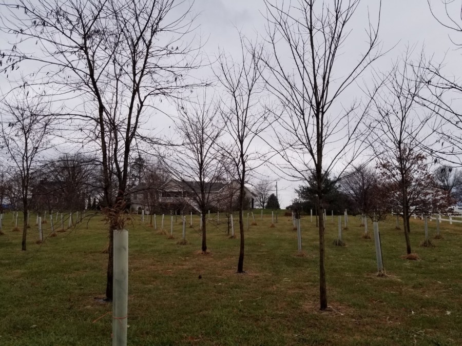 Photograph of a backyard facing towards the house. In the gaps between mature trees are newly planted seedlings growing in tree tubes.