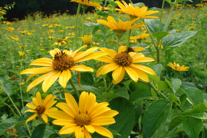 A close up of the flower, rudbeckia