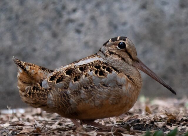 Close up of a single American woodcock.