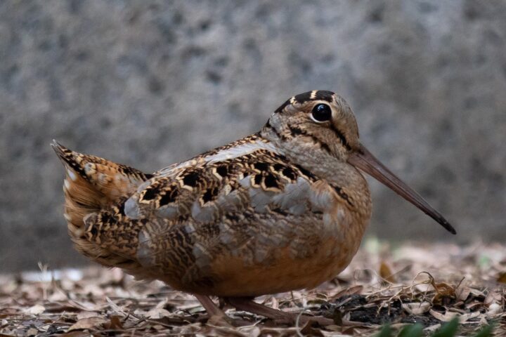 Close up of a single American woodcock.