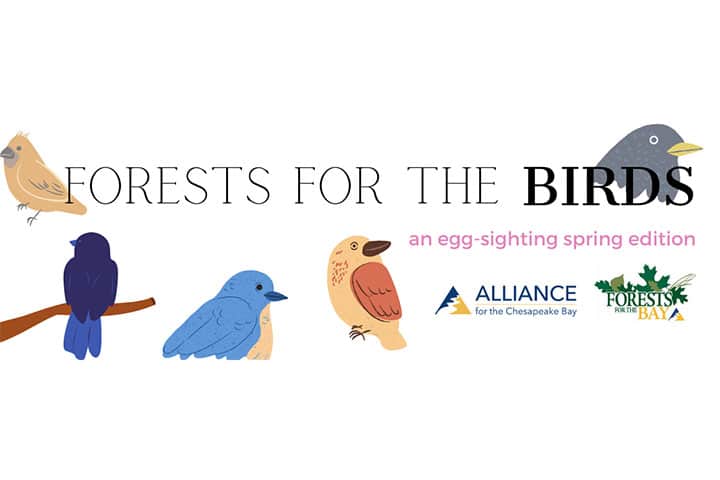 Forests for the Birds - An Egg-Sighting Edition - Alliance for the ...