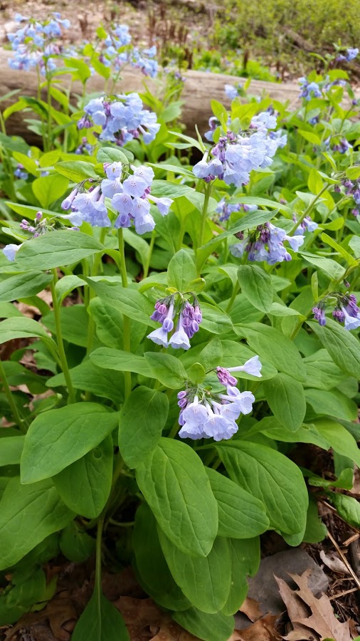 A patch of Virginia bluebells