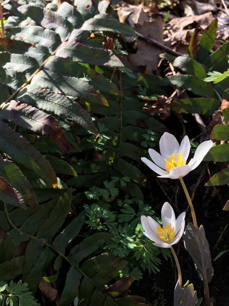 Two bloodroot flowers among ferns.