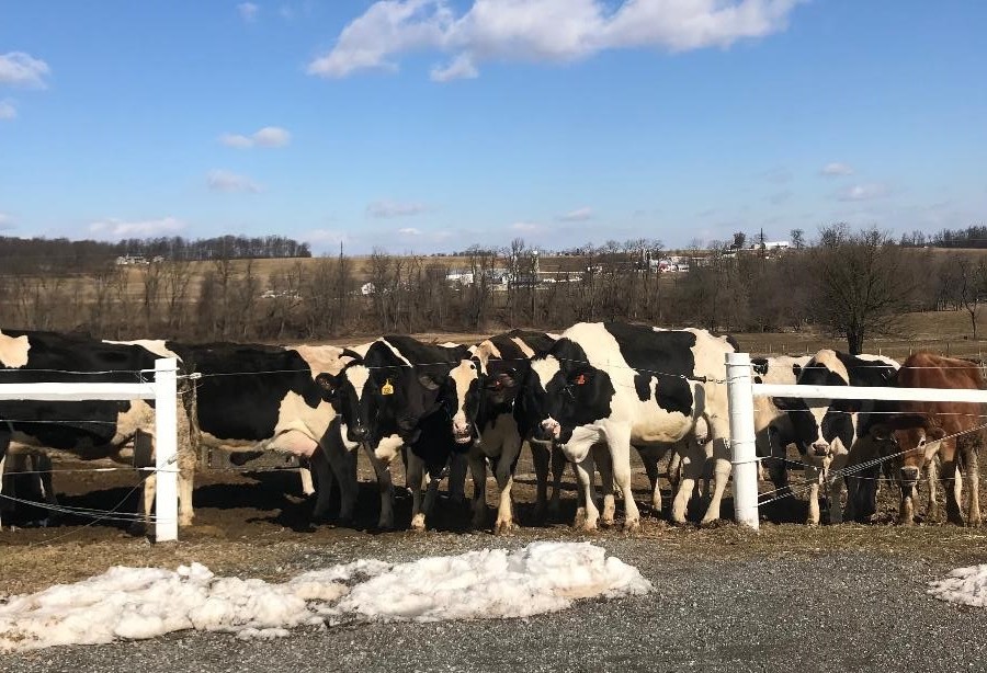 Restoring the Octoraro Watershed